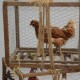 Cage avec poules 47cm