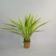 Plante, Agave 125cm