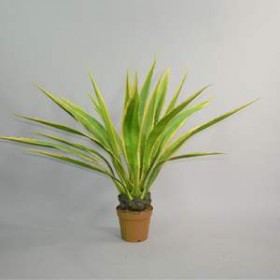 Plante, Agave 125cm