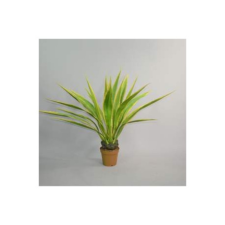 Plante, Agave 125cm