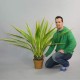 Plante, Agave 125cm