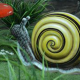 Escargot 38cm