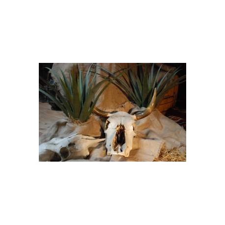 Plante Yucca 50cm