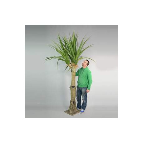 Arbre Yucca 300cm