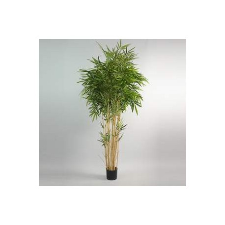 Bambou 200cm