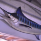 Poisson Marlin 88cm