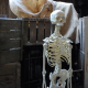Squelette 167cm