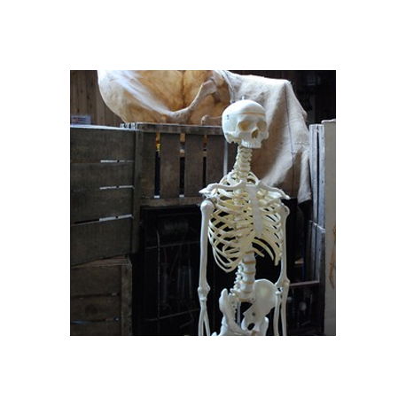 Squelette 167cm