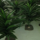 Plante Asplenium 76cm