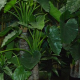 Plante Alocasia 171cm 