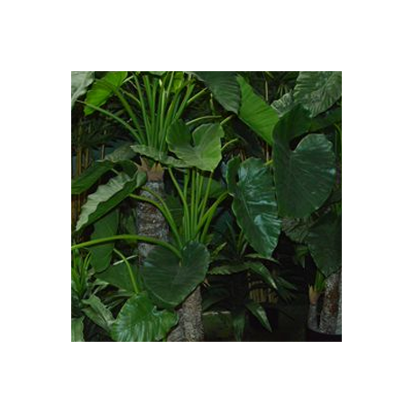 Plante Alocasia 171cm 