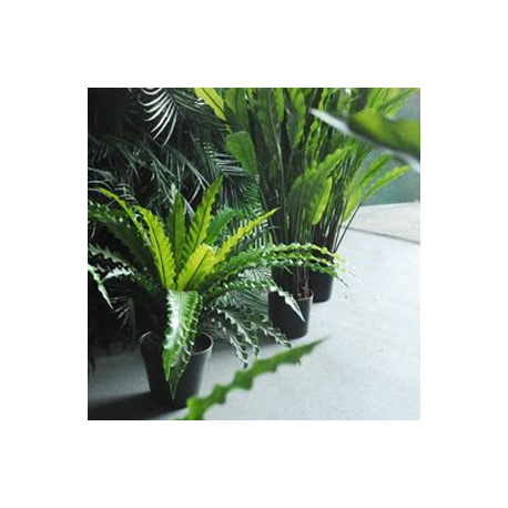 Plante 80cm