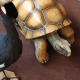 Tortue 50cm