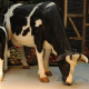 Vache pâturage 160cm