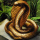 Cobra or 53cm