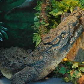 Crocodile 50cm