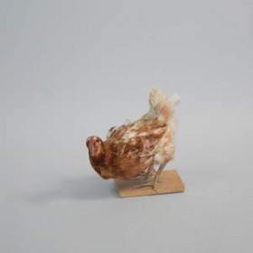 Poule 40cm