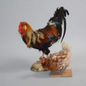 Coq 66cm