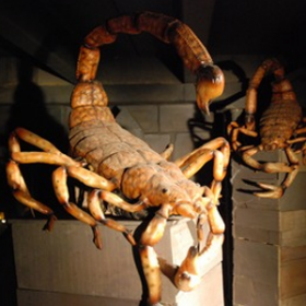 Scorpion sur caisse 210cm