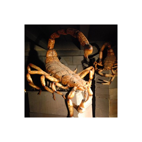 Scorpion sur caisse 210cm