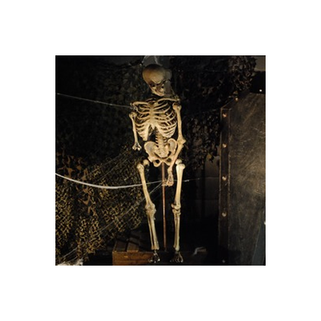 Squelette 200cm