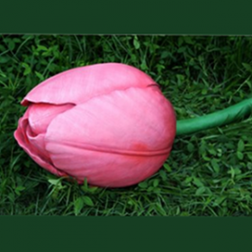 Bouton de tulipe rose 40cm