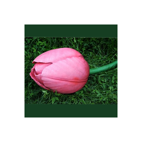 Bouton de tulipe rose 40cm