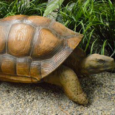 Tortue 50cm