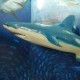 Requin 180cm