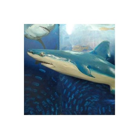 Requin 180cm