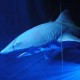 Requin blanc 530cm