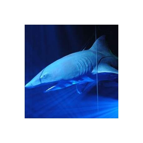 Requin blanc 530cm