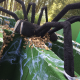 Araignée géante 350 cm