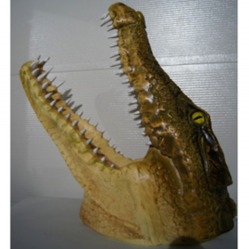 Tête de crocodile