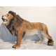 Lion rugissant 70cm