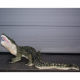 Crocodile 175cm