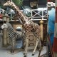 Girafe 320cm