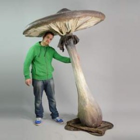 Champignon fin 230cm