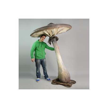 Champignon fin 230cm