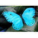 Papillon bleu XL