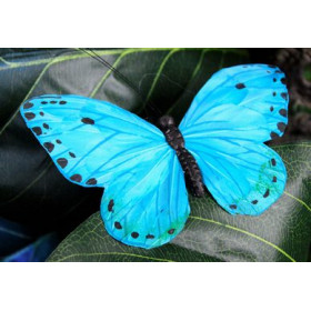 Papillon bleu XL