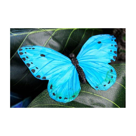 Papillon bleu XL