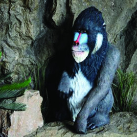 Mandrill