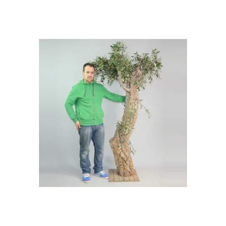 Arbre Olivier 220cm